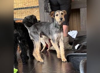 ❤️ superlieber PINO - 1 Jahr, 40cm - Mischling