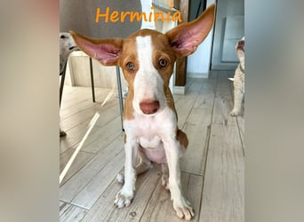 Herminia geb. 03/2025 (ESP) - menschenbezogene Podenco Ibicenco Welpin!