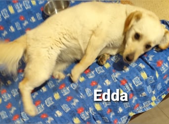 Kleine Edda mit dem Welpengesicht PS 49143 Bissendorf