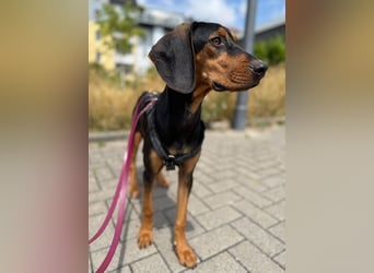 Henny, geb. ca. 02/2025, lebt auf einer Pflegestelle in 44263 Dortmund, Vermittlungshilfe
