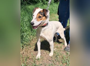 Frigyes, charmanter Foxterrier Dackelmix Rüde geb. 2024