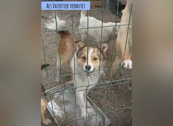 Neun kleine Tierschutzwelpen❤️in 22399 Hamburg suchen ihr Für-immer-Zuhause