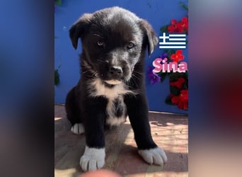 Sina,geb.02/25,liebes Hundemädchen sucht ihre Familie