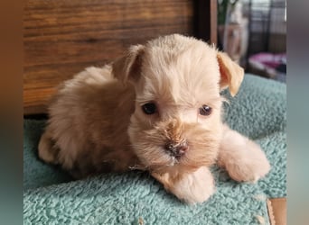 American Schnauzer