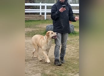 Brooklyn - riesiges Herz sucht riesige Couch