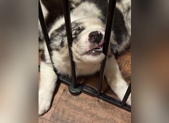 Reinrassige Bordercollie