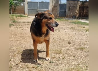 liebenswürdige Stella sucht ihr kuscheliges Zuhause für Immer