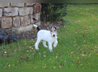 Foxterrier Rüde 3 Monate.