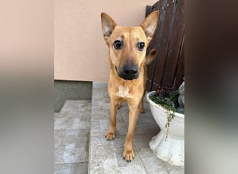 Kubu, geb. 01.06.2024, 40 cm, sucht ein Für-Immer-Zuhause