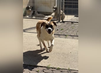 Die liebenswerte BOUNTY sucht ihr Zuhause!