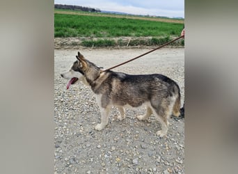 Kona ein trauriger Engel