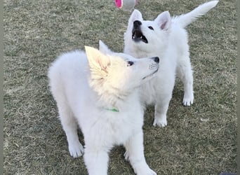 Weißer Schweizer Schäferhund / Welpen / Berger Blanc Suisse / puppies with FCI pedigree