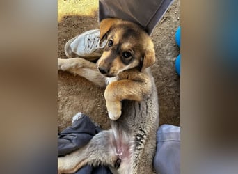 Pippa sucht wundervolles Zuhause!