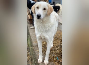 Nami, geb. ca. 12/2019, lebt in GRIECHENLAND, im städt. Tierheim Serres
