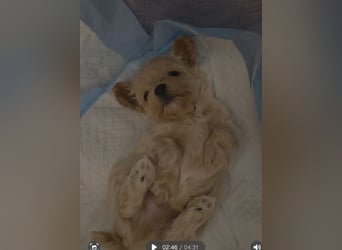 Maltipoo Welpen Rüde