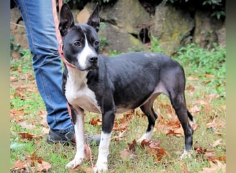 Aretusa - sieht so ein chancenloser Hund aus?