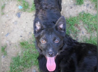 Verspielter ELVIS- sucht Zuhause für immer