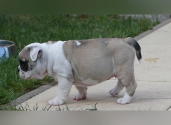 Zuckersüße Freiatmige Bulldoggenwelpen