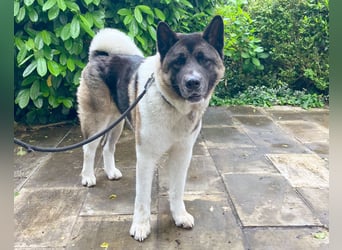 Kendo - ruhiger, ausgeglichener Familienhund - Tierhilfe Franken e.V.