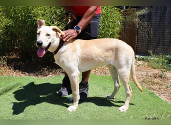Dusty, Labrador-Mix, lieb und sozial