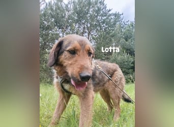 Lotta - Jagdterrier Mix