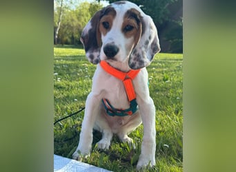 Beagle Mischlingswelpe GEORGY (Dezember 2024) sucht eine eigene Familie