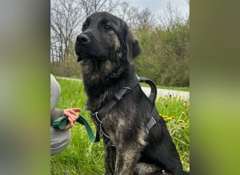 Mischling♥Monty♥ dein Freund fürs Leben