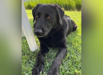 BEPO❤️ verschmuster, kluger Labbi-Senior sucht dringend seine neue Familie