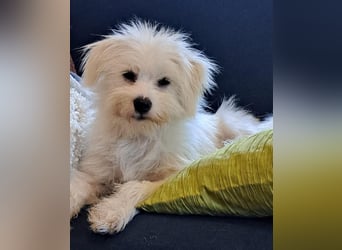 PIP der kleine Lausbub