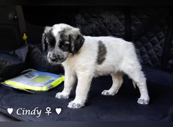 Cecilia, Cindy und Carla suchen ab Mitte Juli ein Zuhause