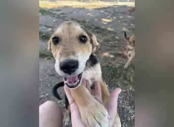Lenny sucht sein Traumkörbchen
