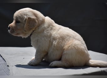 süße reinrassige Goldenretriever Welpen geboren