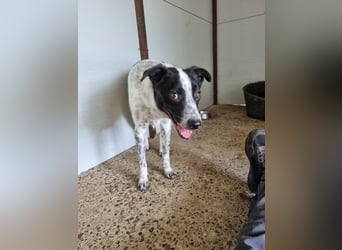 Vico, 3 ähriger Bub, SH ca. kniehoch, neugierig, sozial, interessiert