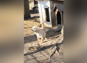 Kleine Knutschkugel Sandy