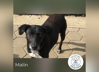 Malin: Black Beauty