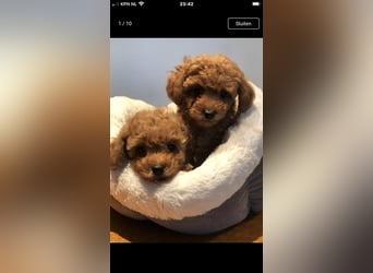 Sehr schöne und gesunde Maltipoo Welpen