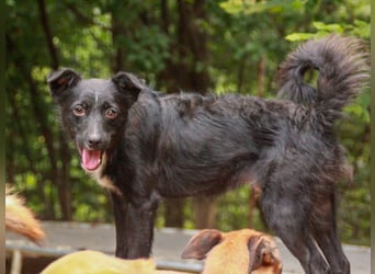 Verspielter ELVIS- sucht Zuhause für immer