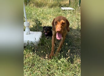 Daisy, geboren 01.12.2023, 58cm sucht ihre Menschen