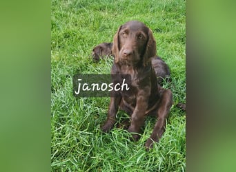 Welpen Labradoodle F1 Braun Könispudel x Labrador