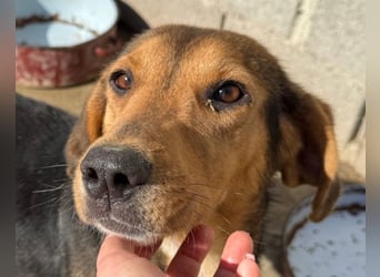 Pippa ❤️ kluges Bracken-Mix-Mädchen