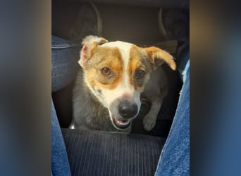 Daisy - freundliche, soziale Jack Russel Terrier Mix-Hündin / z.Zt. noch in Rumänien