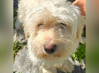 Happydog