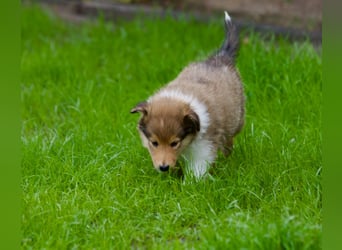 Wundervolle Collie-Welpen suchen ein liebevolles Zuhause