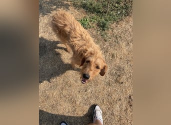 Kelly – Griffon Mix: sanfte Hundeseele sucht dringend ein Zuhause voller Liebe