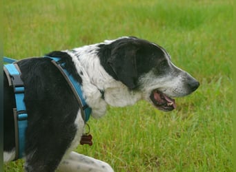 ♥LADI♥ am 13.7. bei "Tiere suchen ein Zuhause"-lieber, unkomplizierter und dankbarer Schmusebär 63cm