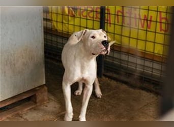 TOGO - Wer hat Erfahrung im Umgang mit dieser Hunderasse + möchte diesen Schatz gerne zu sich nehmen