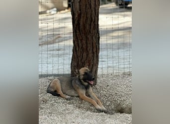 Malinois Mädchen LILO (Juni 2024) sucht eine Familie!