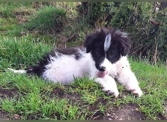 Kleiner Loki sucht ein Zuhause