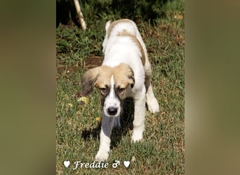 Felix und Freddie suchen absofort ein Zuhause