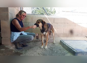 SIBILO - treuer Hundemann